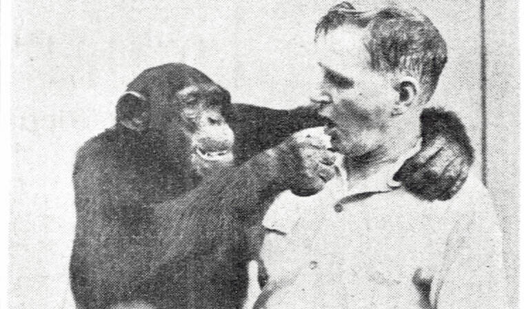 STAR-ADVERTISER
                                Thomas Blackman hangs out with Butch, one of two chimpanzees at Waialae Zoo.