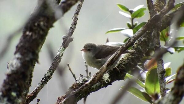 On Politics: Hoping against extinction of Hawaiian honeycreeper