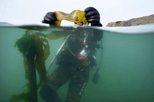 Project seeks ways to save California’s kelp forests