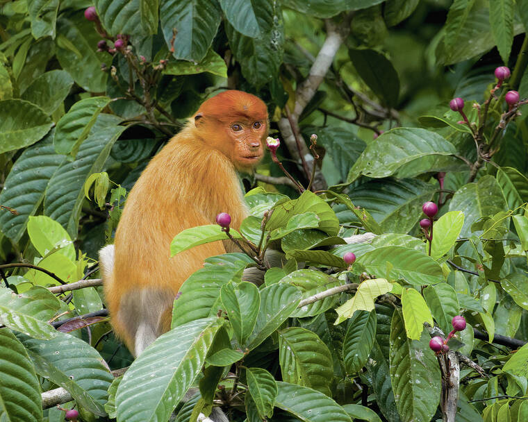 Chasing wild thrills in Borneo