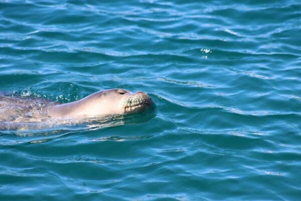 State asks public not to feed monk seal at Honokohau Harbor